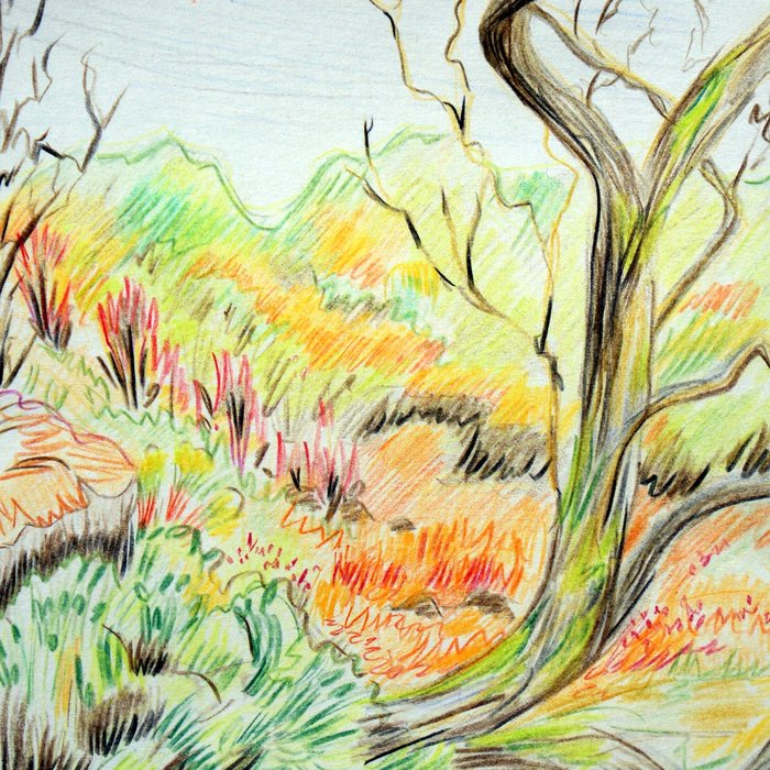 Coloured pencil drawing of a twisting tree in autumn yellows and oranges