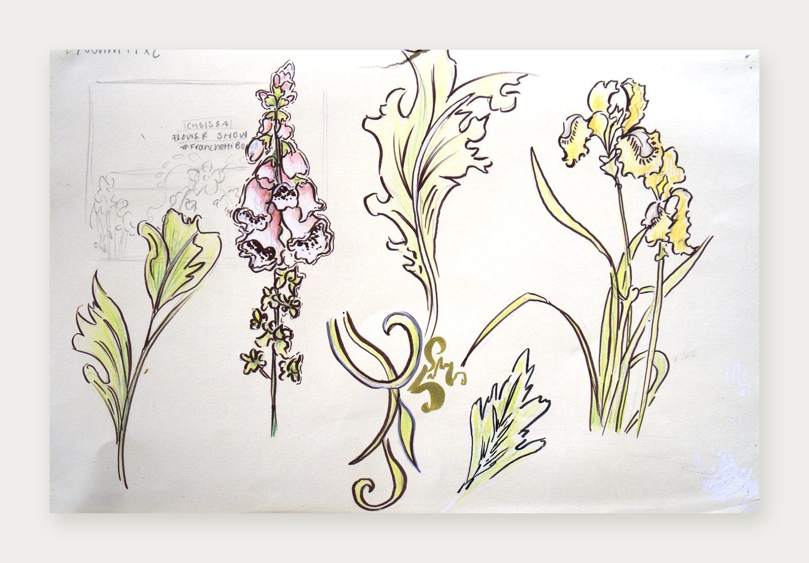 Ink and watercolour studies of a foxglove, an iris and curling leaves
