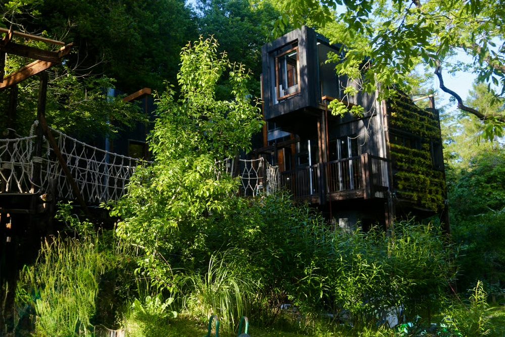 The Zero-Zero Treehouse rising above the woodland canopy, joined by a rope bridge