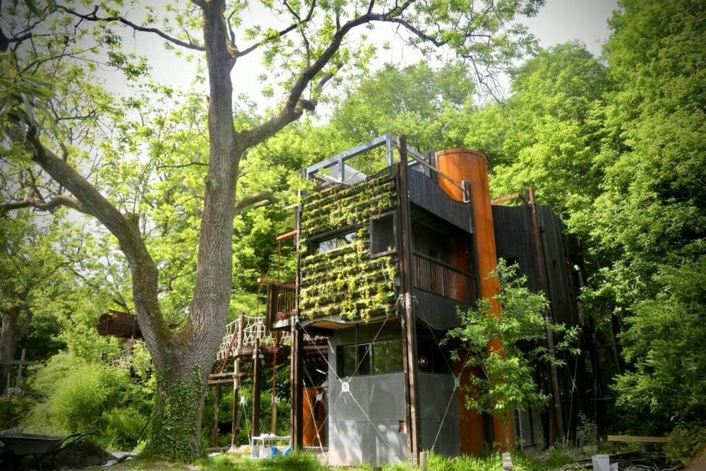The timber treehouse with a living green wall, beside a large old tree